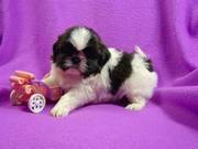 Kc reg.shih tzu puppies for pet homes or good homes