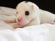 Pedigree Johnson US Bulldog Puppies