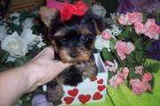 Well raised Teacup Yorkie puppy