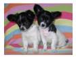 *** Stunning Longcoat Chihuahua Puppys Kc Reg!!! ***. We....