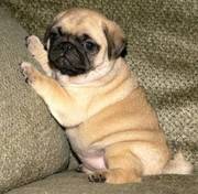 pug puppy