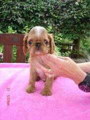 King Charles Spaniel(not cavalier)