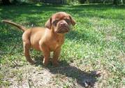 dougue de bordeaux