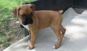 Boxer  puppy