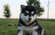 Dashing alaskan malamute puppies for sale