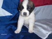 Saint Bernard Puppies For Loving And Caring Homes