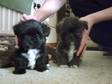 Lhasa Apso X Westie Puppies