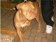 Dog De Bordeaux Cross (Franch Mastiff) (£350). BIG....