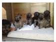 german sheperd puppys. lovely german sheperd puppys for....