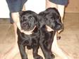 Pedigree KC Registered Labrador Retriever Puppies in WORCESTER ,  worcestershire