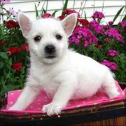 West Highland Terrier Puppy For Sale