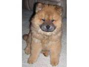 Affordable Chow Chow Puppies