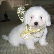 Beatifull Bichon Frise Pupies