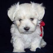 Maltese Puppy For Sale