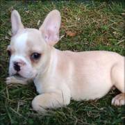 French Bulldog Puppy For Sale