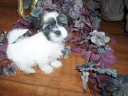 Havanese Puppy For Sale