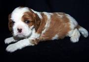 Cavalier King Charles Spaniel