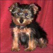 Yorkshire Terrier Puppies for adoption