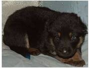 Ukc Registered German Shepherd Puppies- Champion Lines