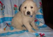 Golden Retriever Puppy For Sale