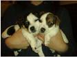 Jack Russell Puppies,  Female