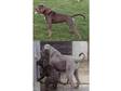 Neapolitan Mastiff cross puppies