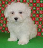 Maltese Puppies For Sale