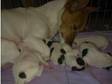 Jack russel puppies (£200). Short legged jack russel....