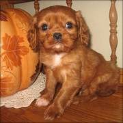 Cavalier King Charles Spaniel puppies for well train home