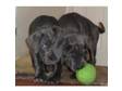 Neapolitan Mastiff cross puppy. Neapolitan Mastiff cross....