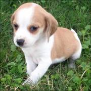 Beagle Puppies Ready For Good Homes