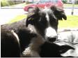 Gorgoeus border collie for sale