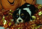 Cavalier King Charles Puppies for sale