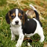 Beagle