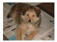 sheltie cross lowhen. beautiful dog..just under a year....