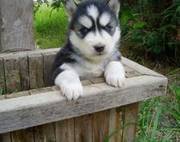 Blue Eyes Siberian Husky