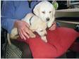 Golden Labrador Puppies