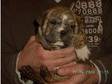 british bulldog cross x puppies puppys ready 5 12 09....