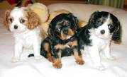 Cavalier King Charles Spaniel Puppies