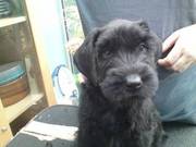 Bernshell Giant Schnauzers Puppies