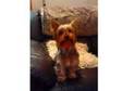 Minature Yorkshire Terrier. Hi my name is King Elvis of....