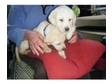 Golden Labrador Puppies. Born the 26th September, ....