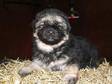 GERMAN SHEPHERD PUPPIES. KENNEL CLUB REGISTERED Long....