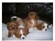 cavalier king charles puppies. i have a litter of 4....