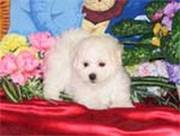 Bichon Frise Puppies for Sale