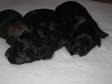 K.C Reg lhasa Apso puppy boy.Both parents can be seen....