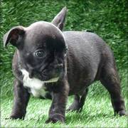 French Bulldog Puppies Available