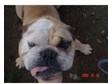 Beautiful kc reg Bulldog bitch. Beautiful kc registered....