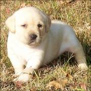 Beautiful Labrador Retriever Puppy For Good Homes