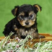 Well trained yorkie puppies ready to go